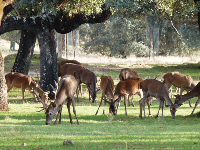 Parque Natural Sierra de Cardeña y Montoro