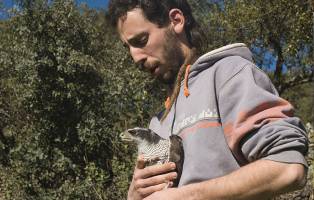 Pedroches Wildlife